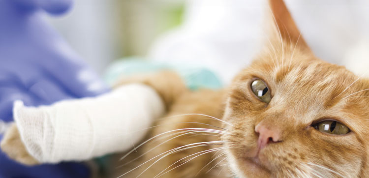 Cat being treated by Vet