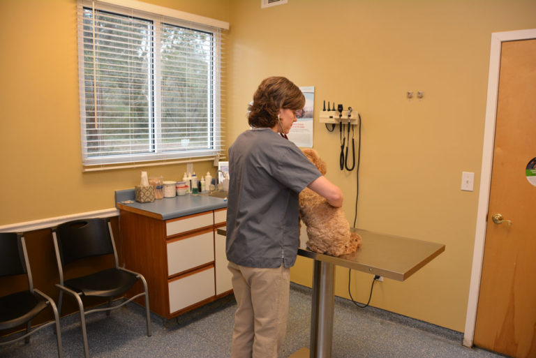 Dr. Collier in Exam Rom Leland Veterinary Hospital